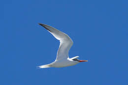 Image of Elegant Tern