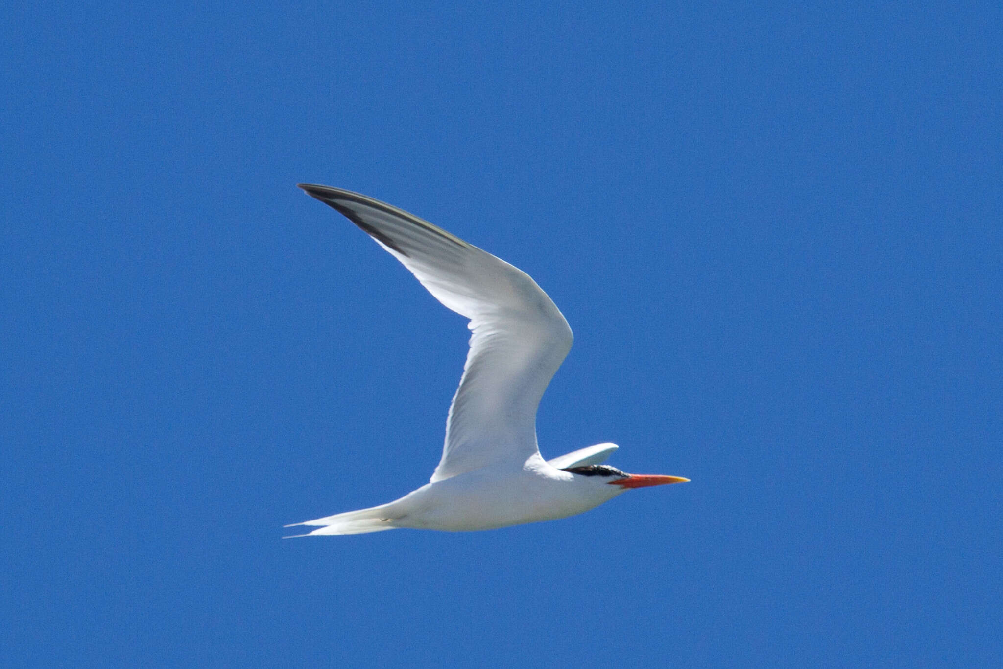 Image of Elegant Tern