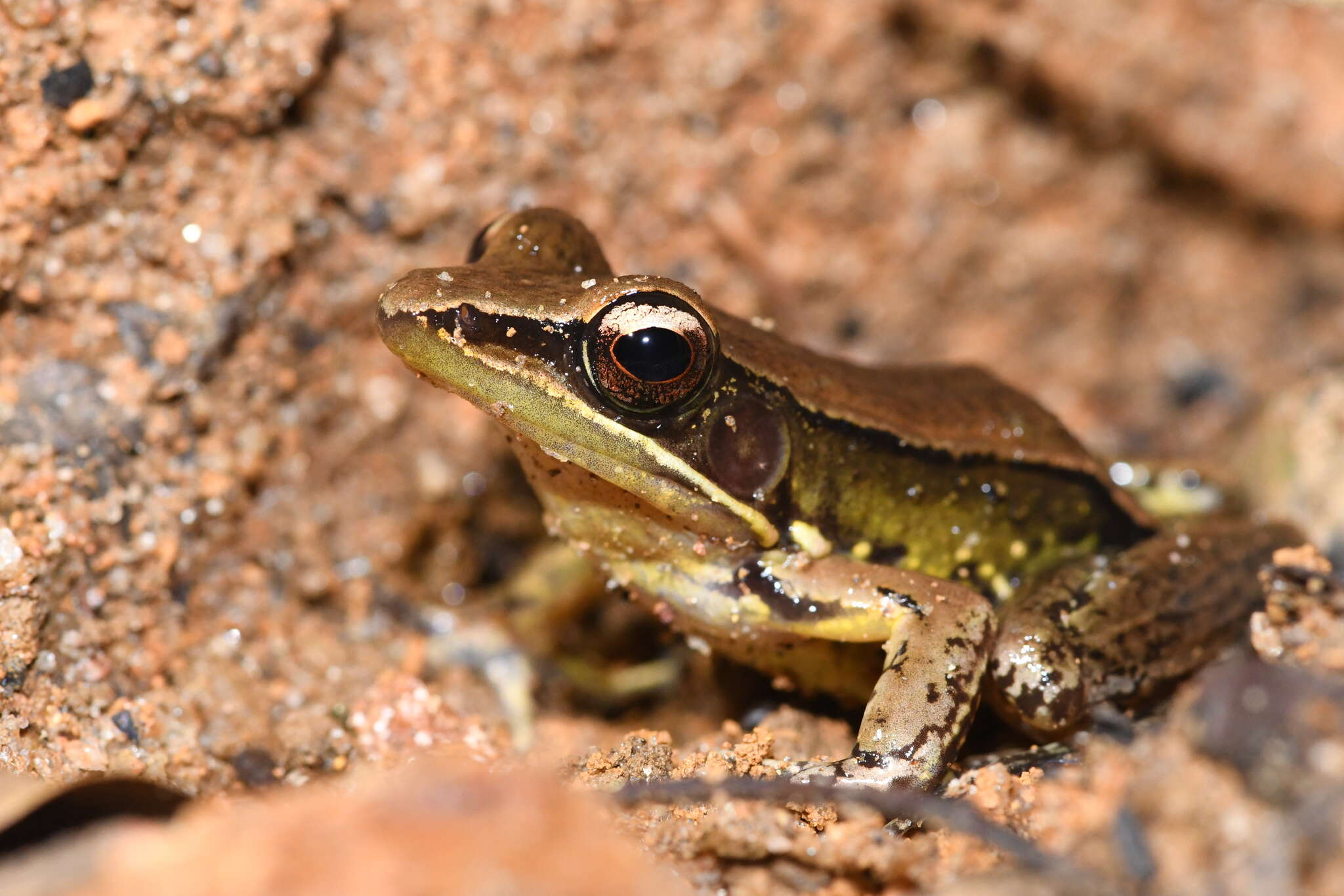 صورة Hydrophylax gracilis (Gravenhorst 1829)