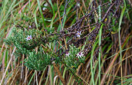 Image of Diplostephium hartwegii Hieron.