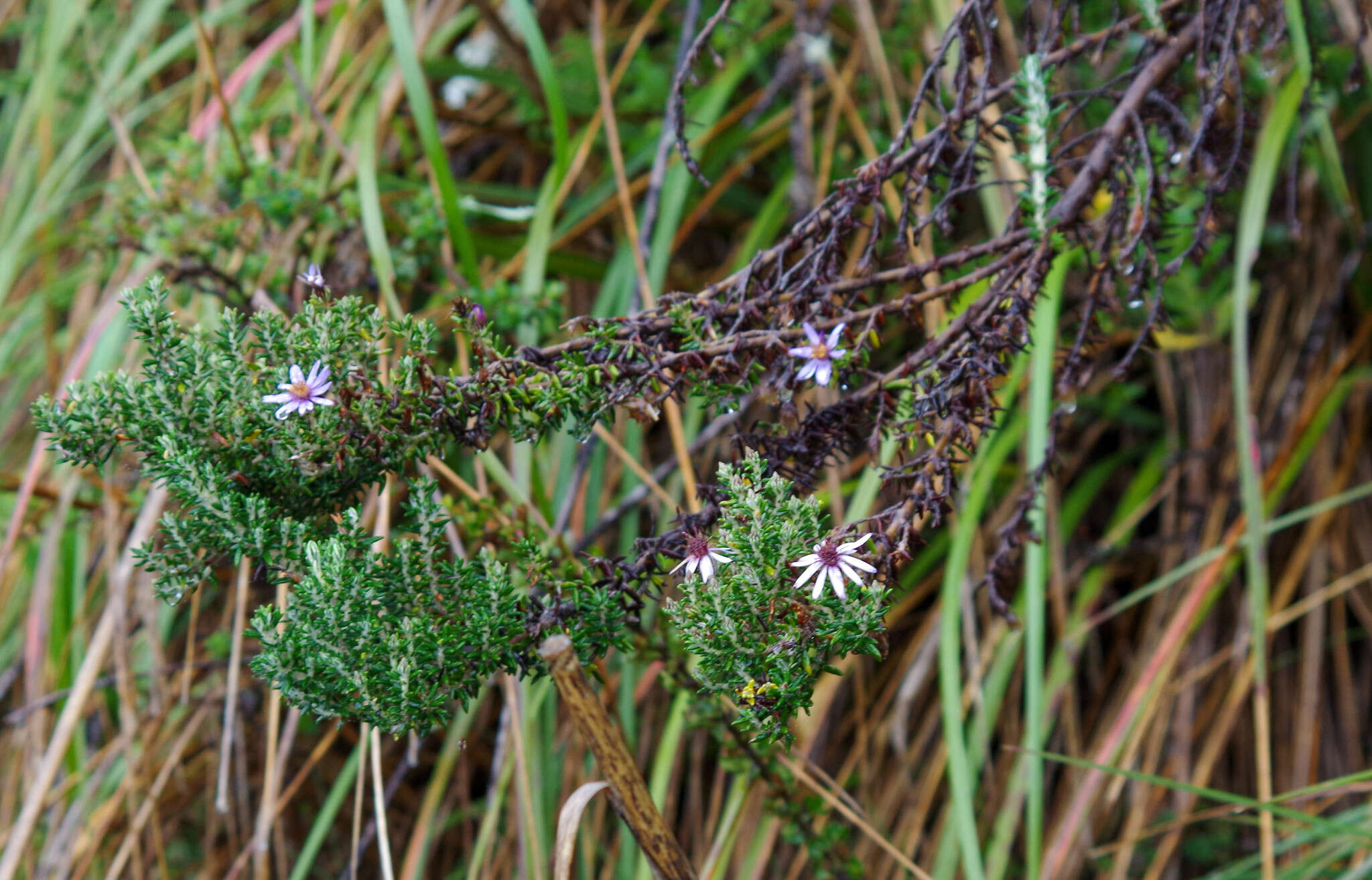 Image of Diplostephium hartwegii Hieron.