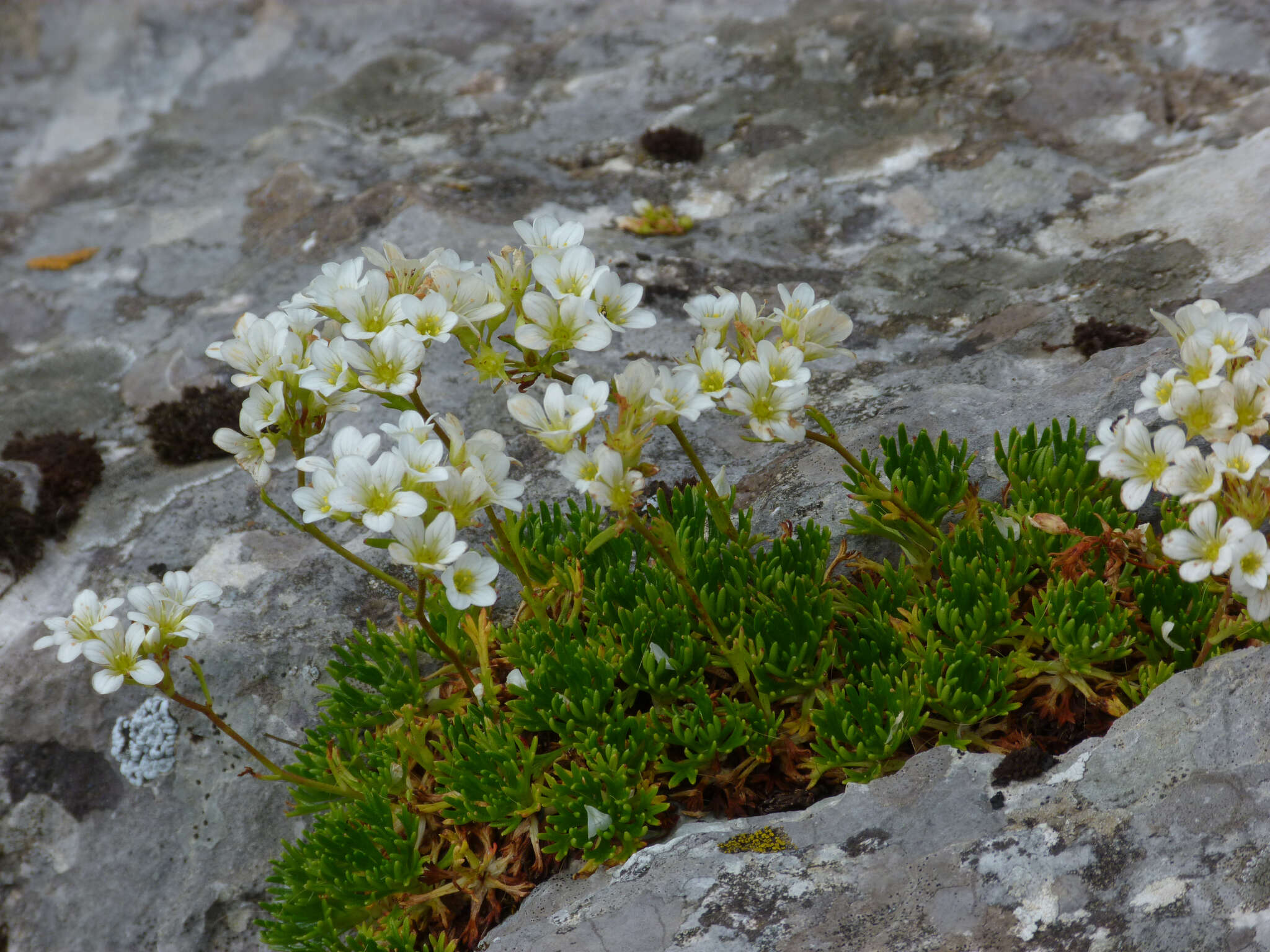 Sivun Saxifraga canaliculata Boiss. & Reuter ex Engler kuva