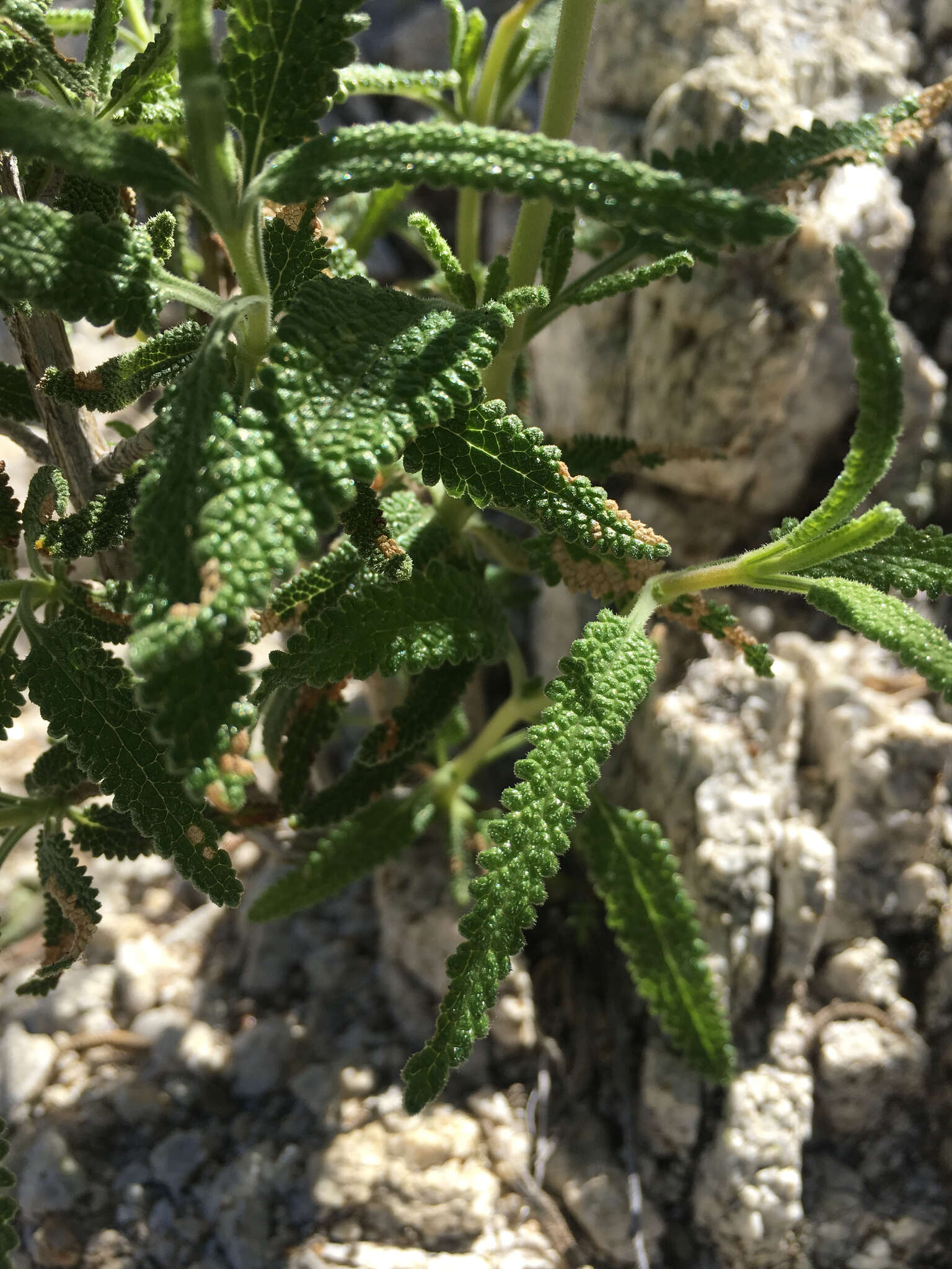 Image of rose sage