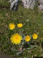 Image of woolly hawkweed