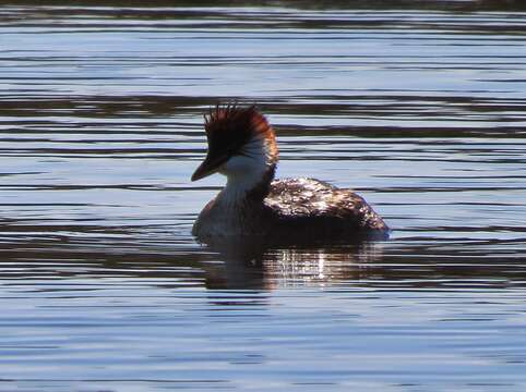 Image of Short-winged Grebe