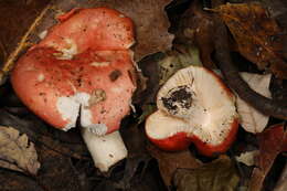 Image of Russula silvestris (Singer) Reumaux 1996