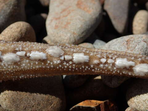 Image of New Zealand rough skate