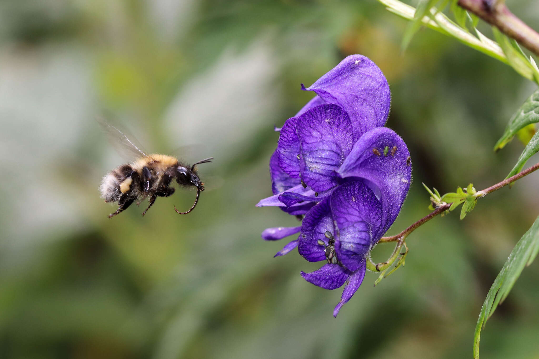 Image of Bombus gerstaeckeri Morawitz 1881