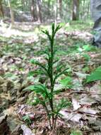 Imagem de Dendrolycopodium hickeyi (W. H. Wagner, Beitel & R. C. Moran) A. Haines