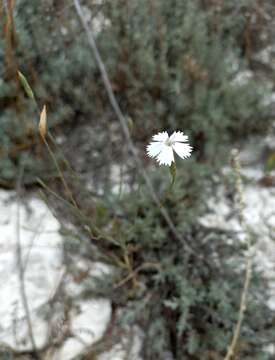 صورة Dianthus rigidus M. Bieb.