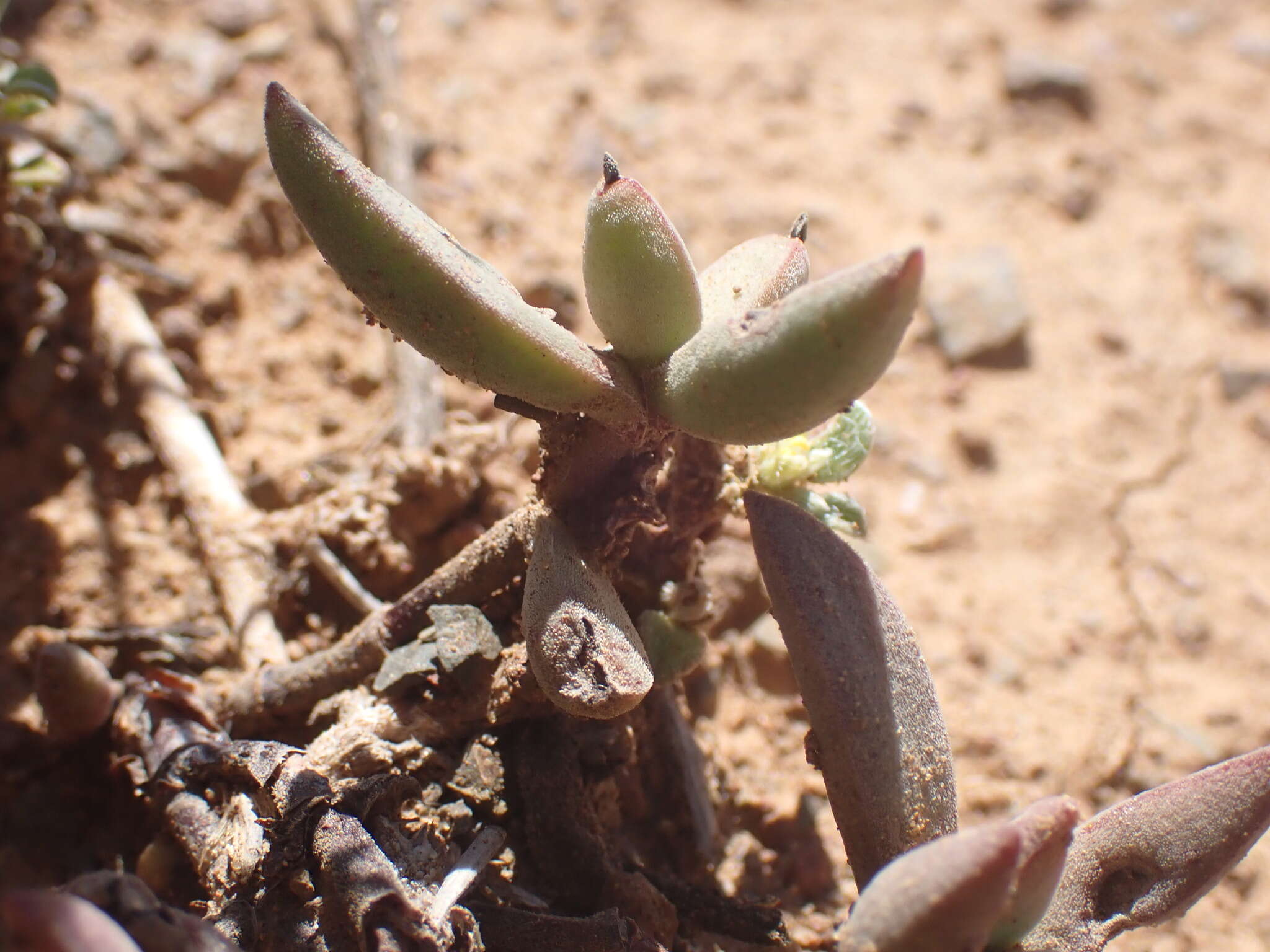 Image of Crassula rogersii Schönl.