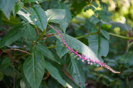 Image of Venezuelan pokeweed