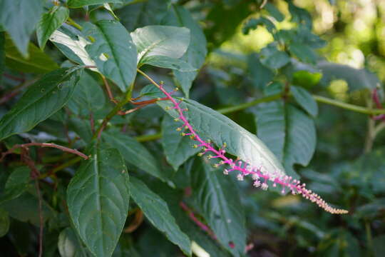 Image of Venezuelan pokeweed