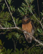 Image of Tawny-browed Owl