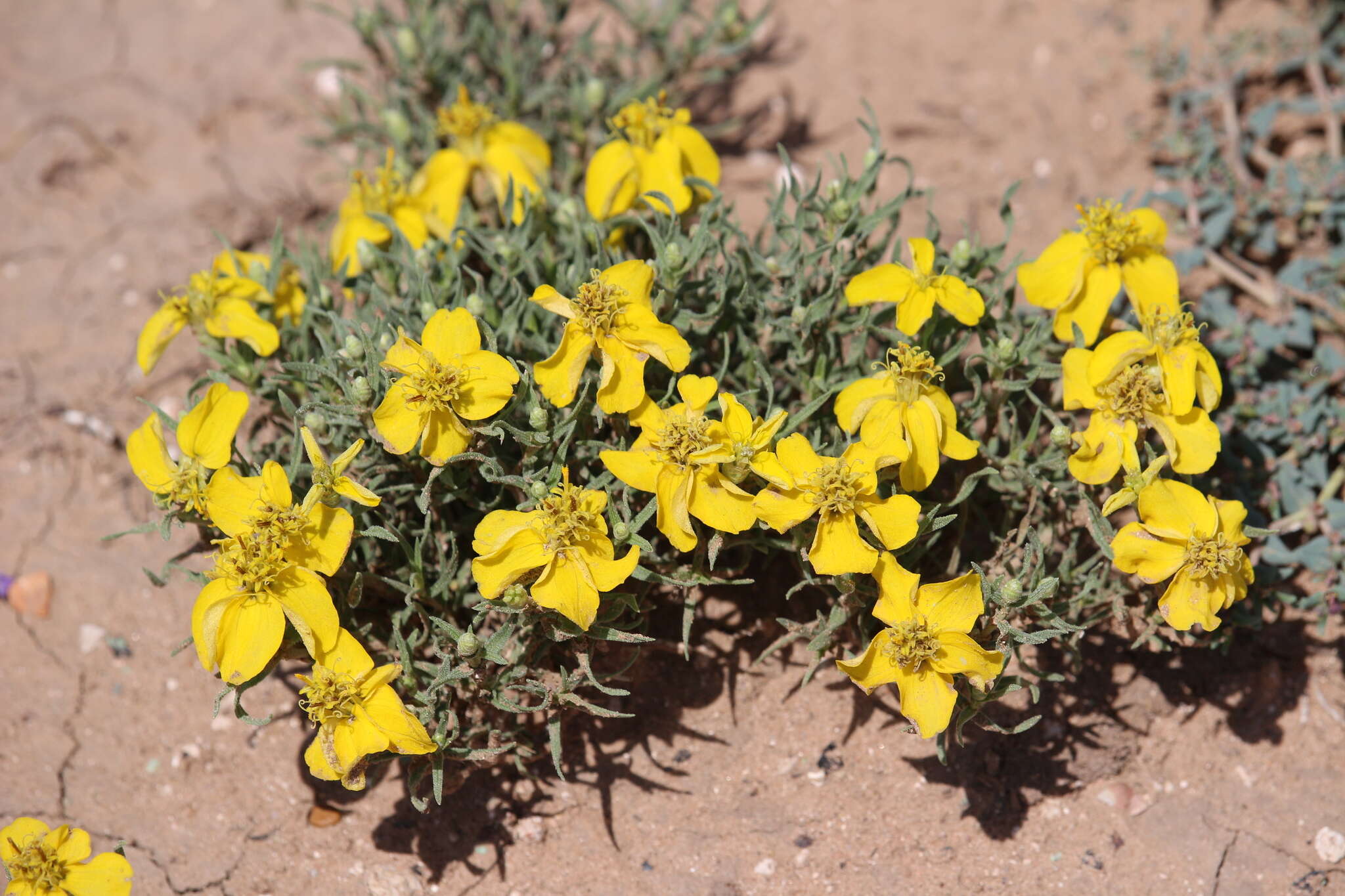 Image of Rocky Mountain zinnia