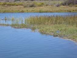 Image of California Cord Grass