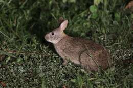 Image of Bunyoro Rabbit