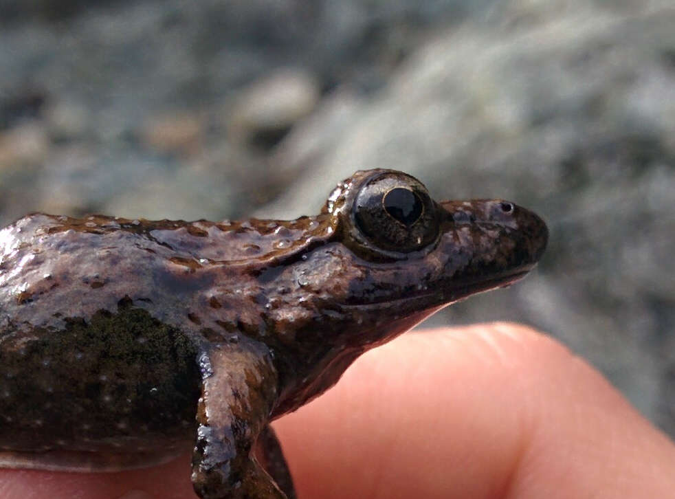 Image of Corsican Painted Frog