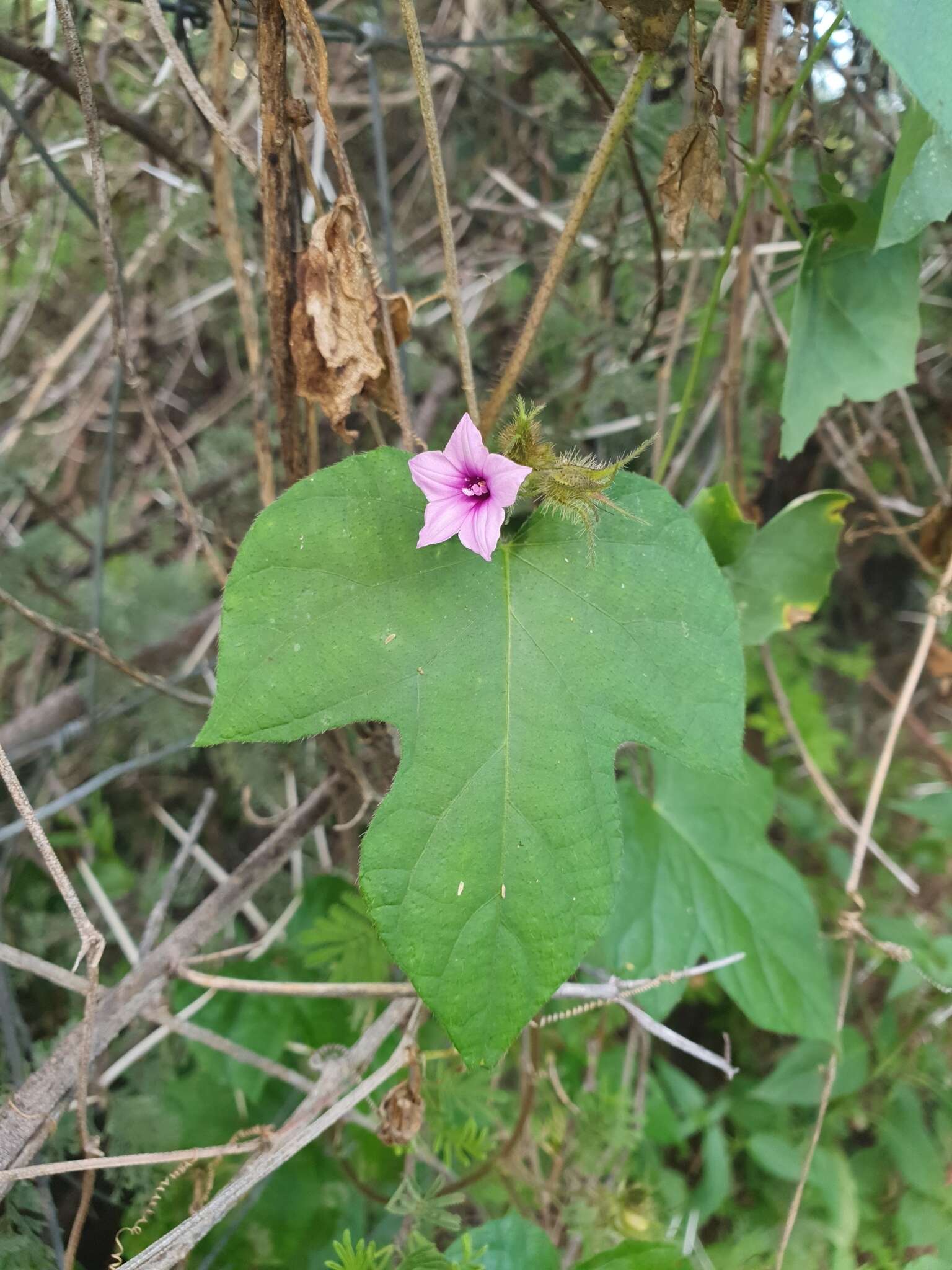 Image of Ipomoea dichroa (Roem. & Schult.) Choisy