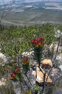 Imagem de Lobostemon sanguineus Schltr.