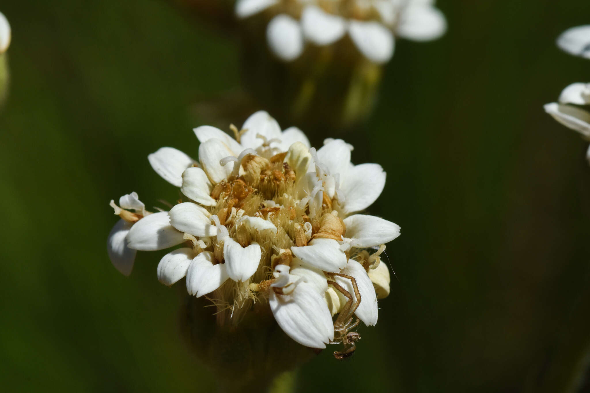 Imagem de Holocheilus brasiliensis (L.) Cabrera