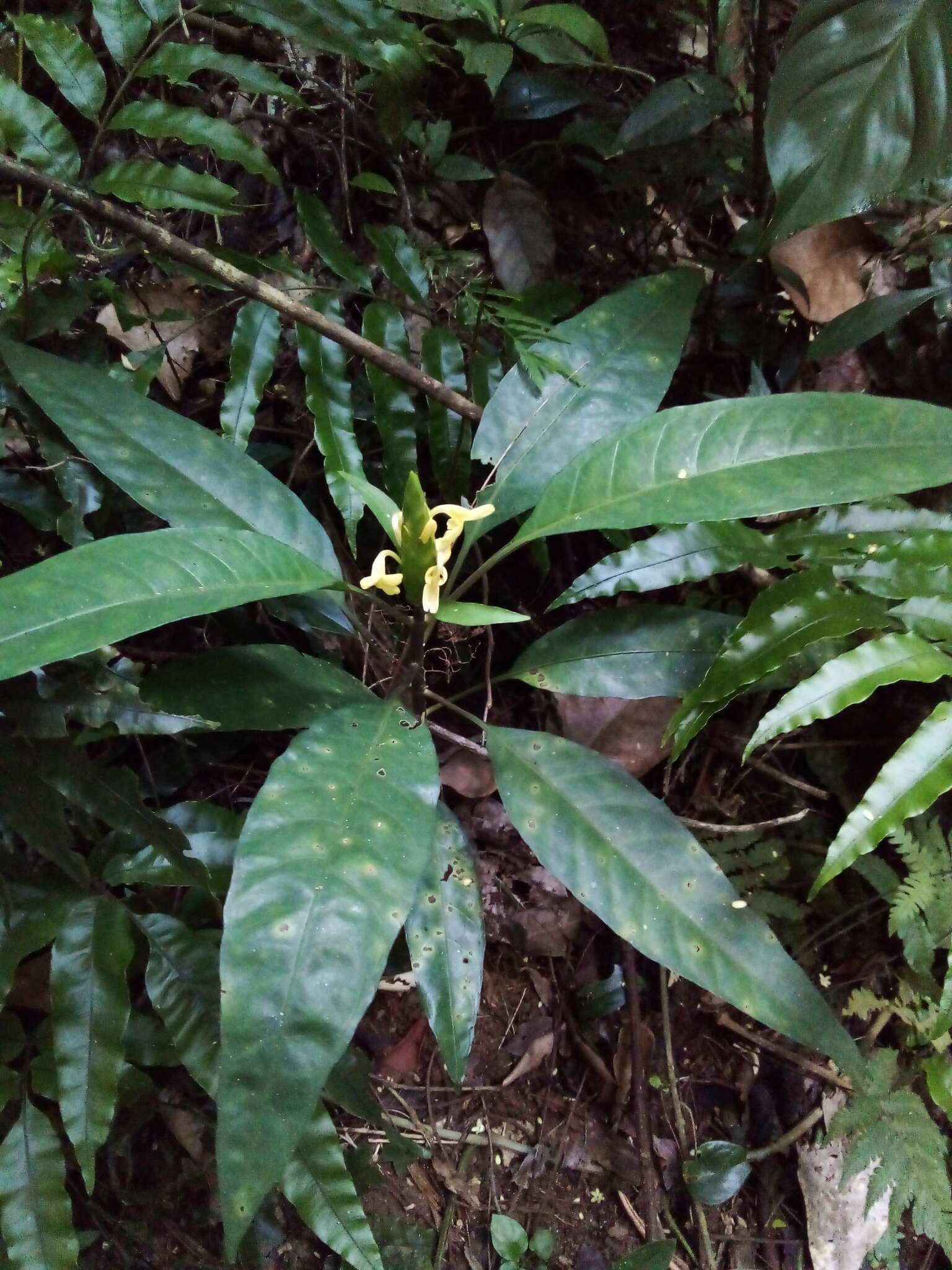 Image de Aphelandra prismatica (Vell.) Hiern