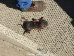 Image of giant pocket gopher