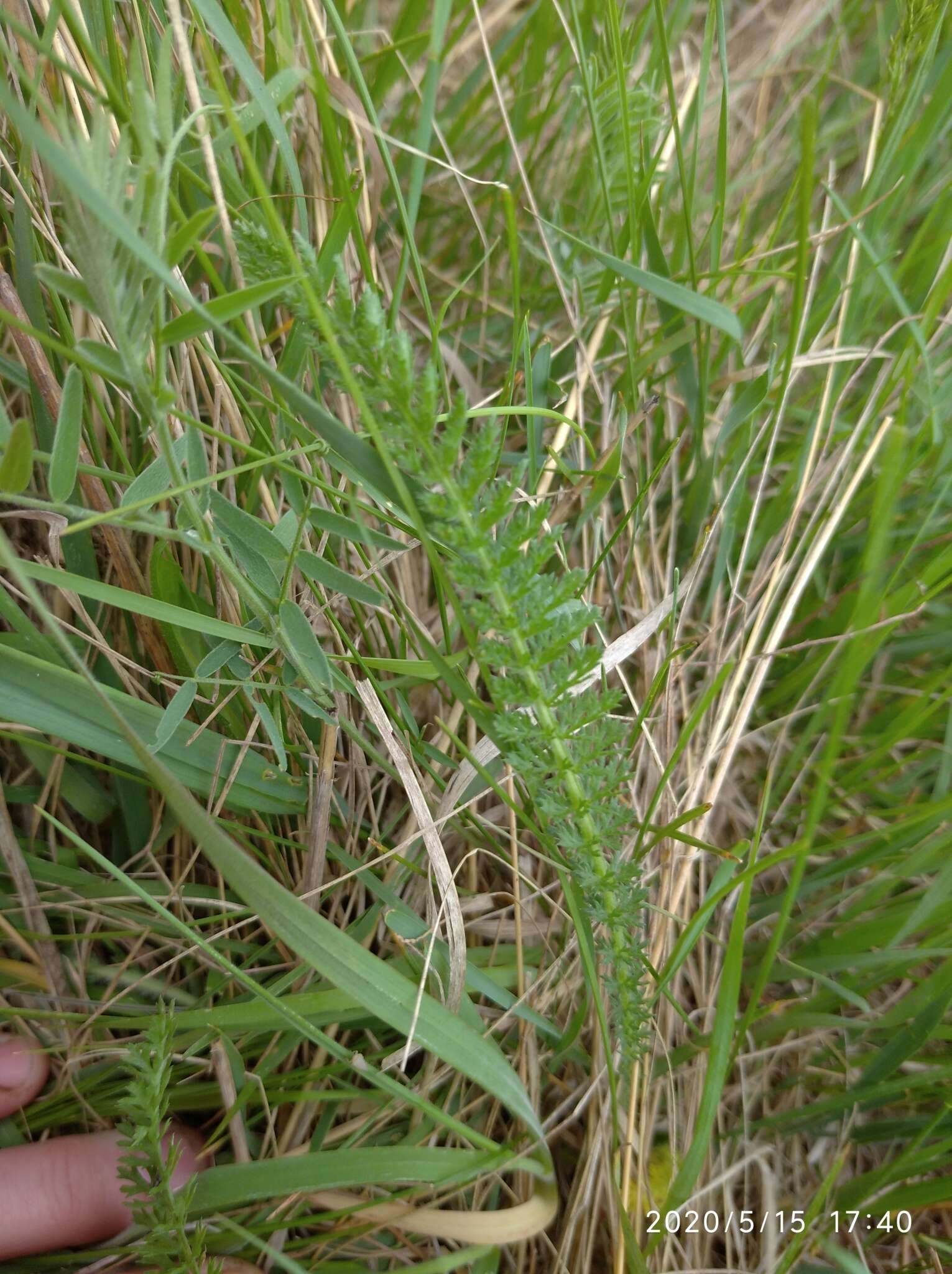 Achillea asiatica Serg. resmi