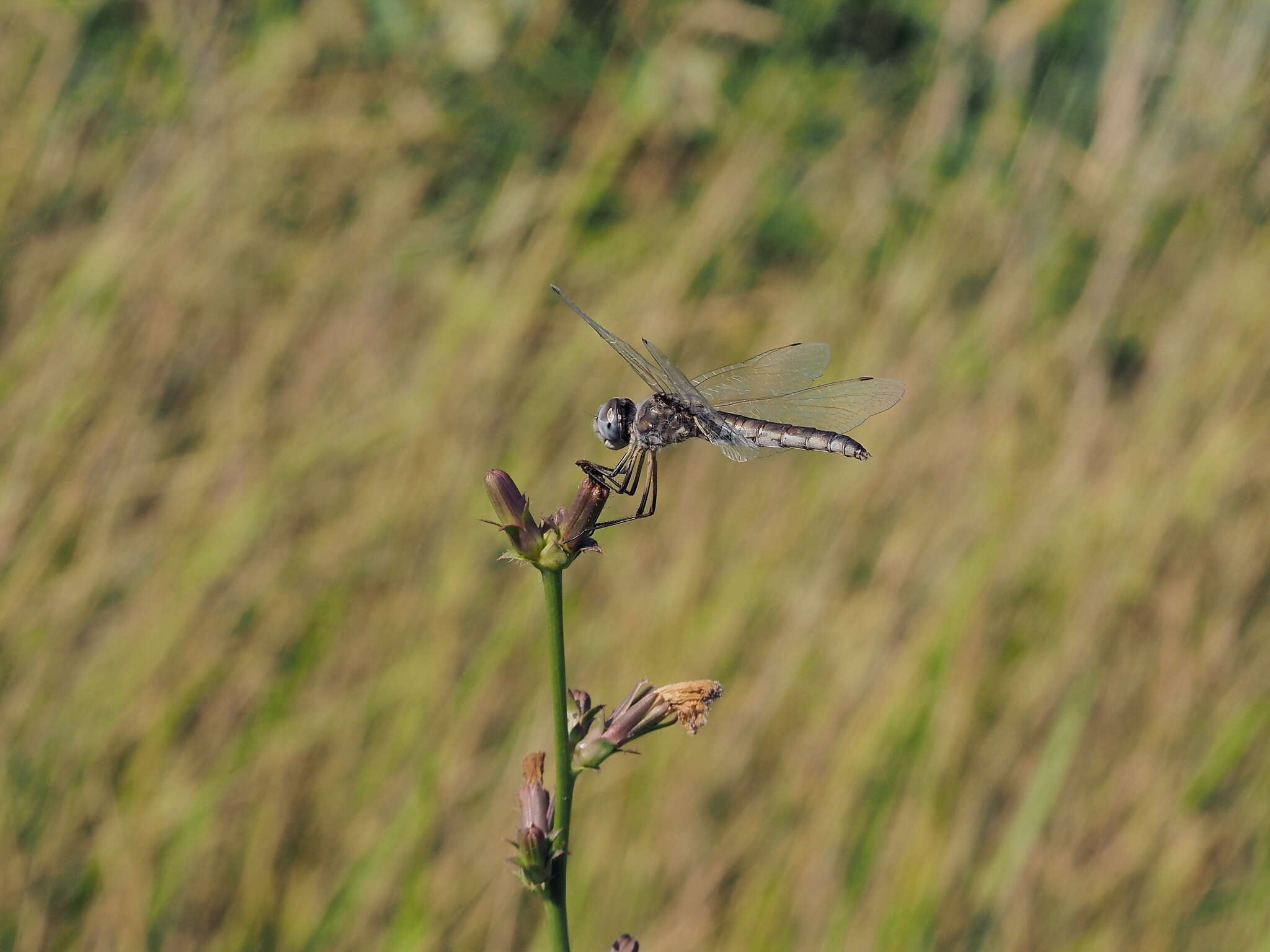 Imagem de Selysiothemis Ris 1897