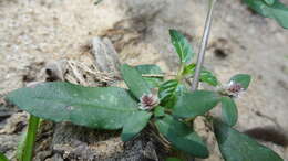 Image of sessile joyweed