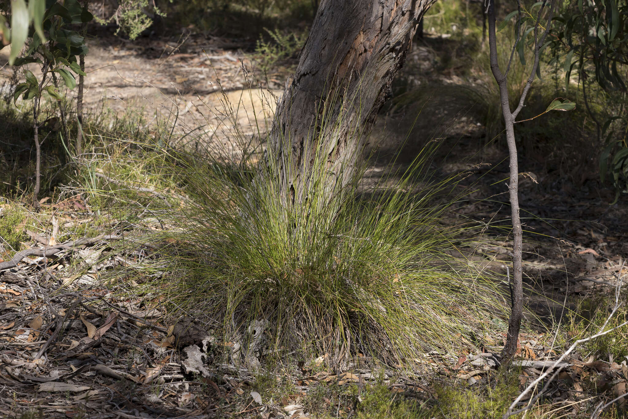 Image of Lepidosperma semiteres Boeckeler