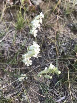 Image of <i>Silene jeniseensis</i>