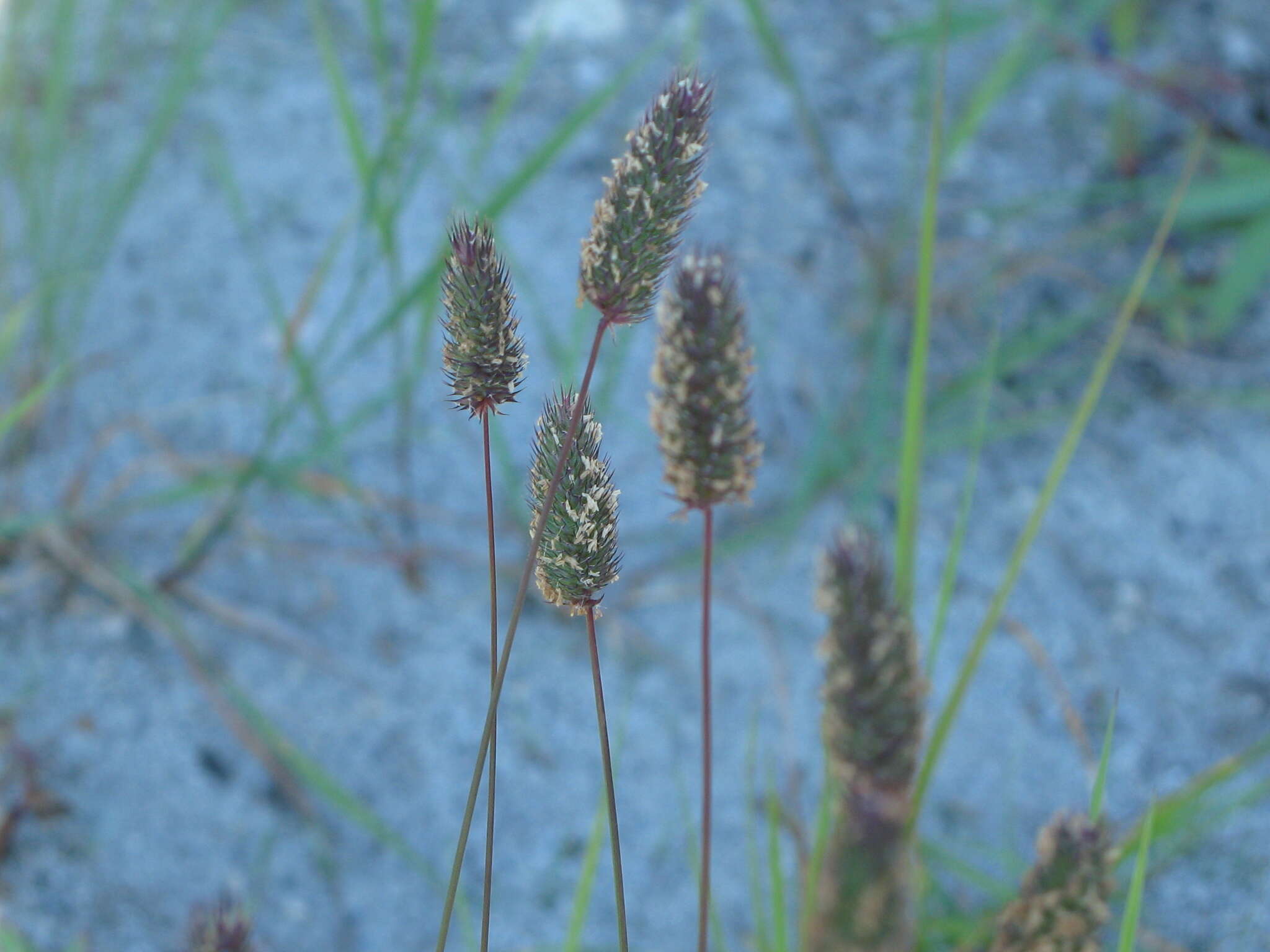 Image of alpine timothy