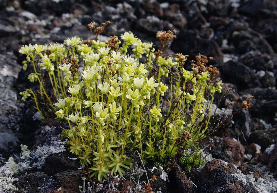 Image of yellowdot saxifrage