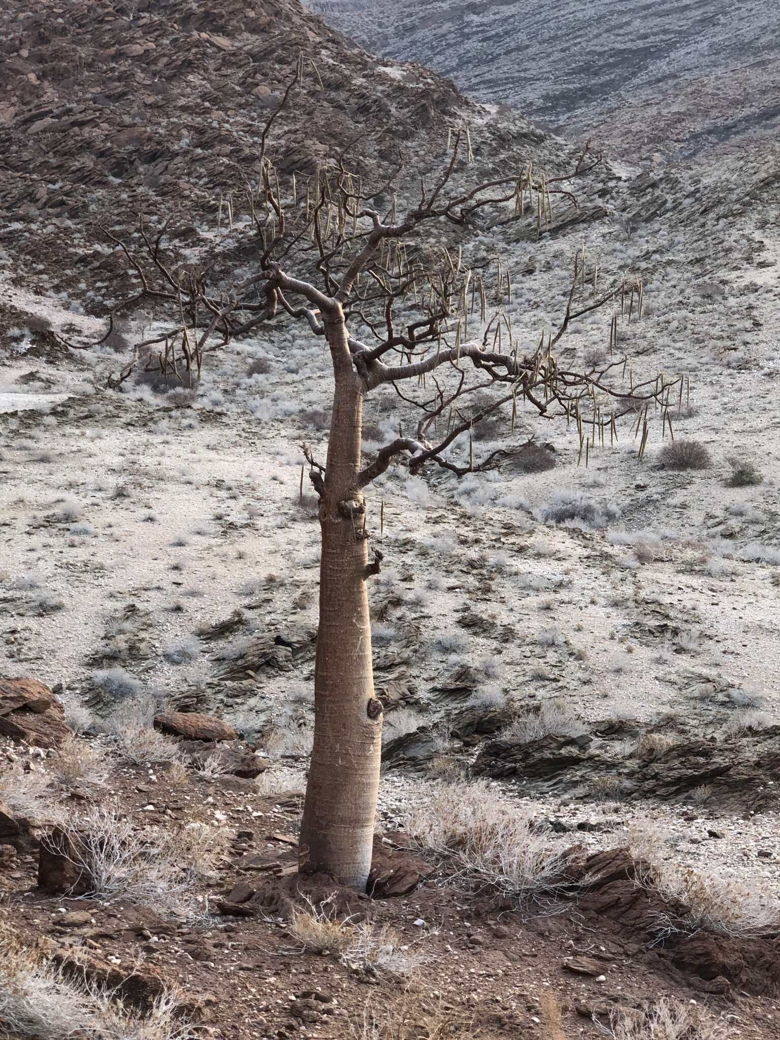 Image of Ghost Tree