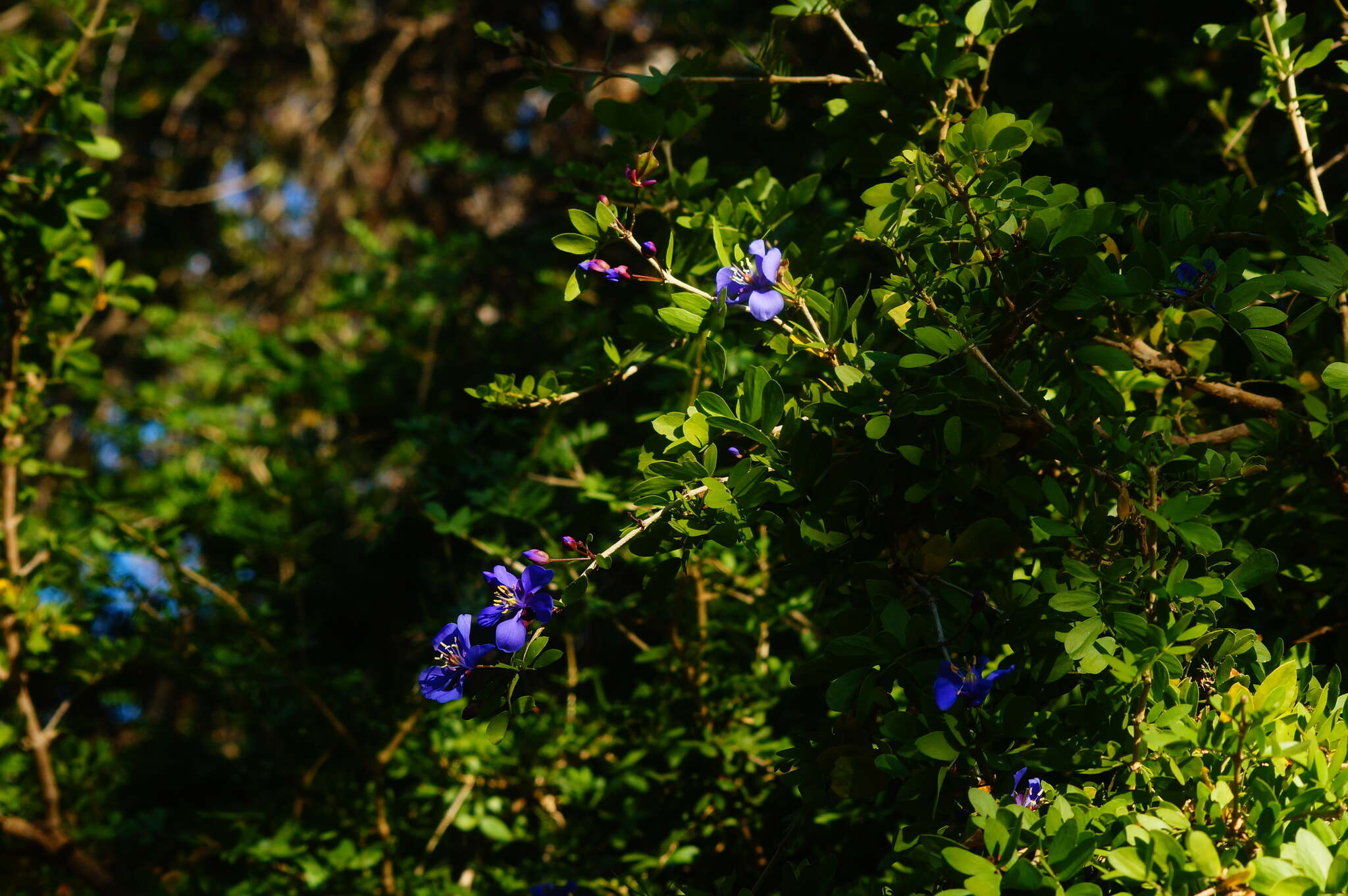 Sivun Guaiacum coulteri A. Gray kuva