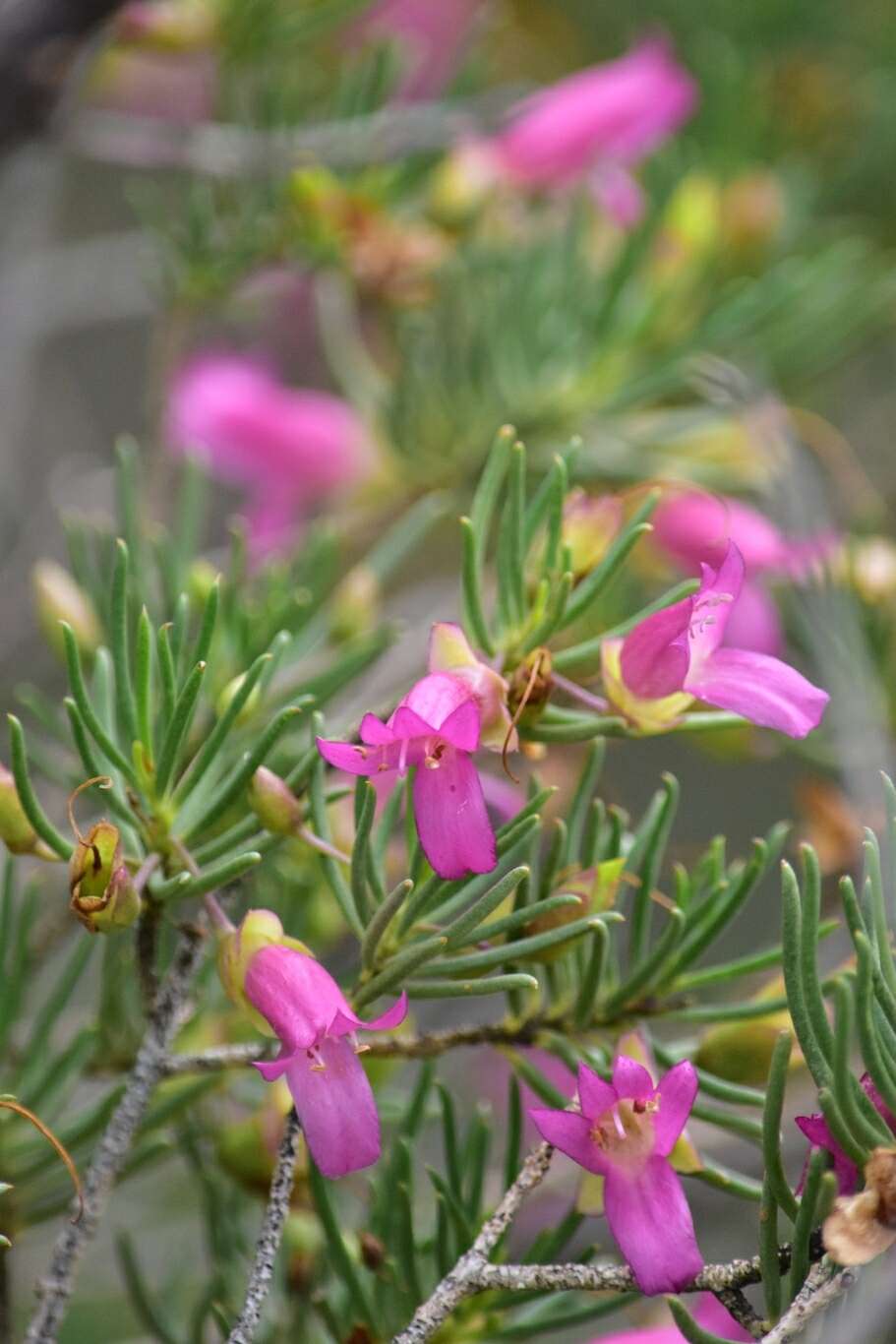 Imagem de Eremophila alternifolia R. Br.