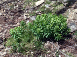 Image of Euphorbia insularis Boiss.