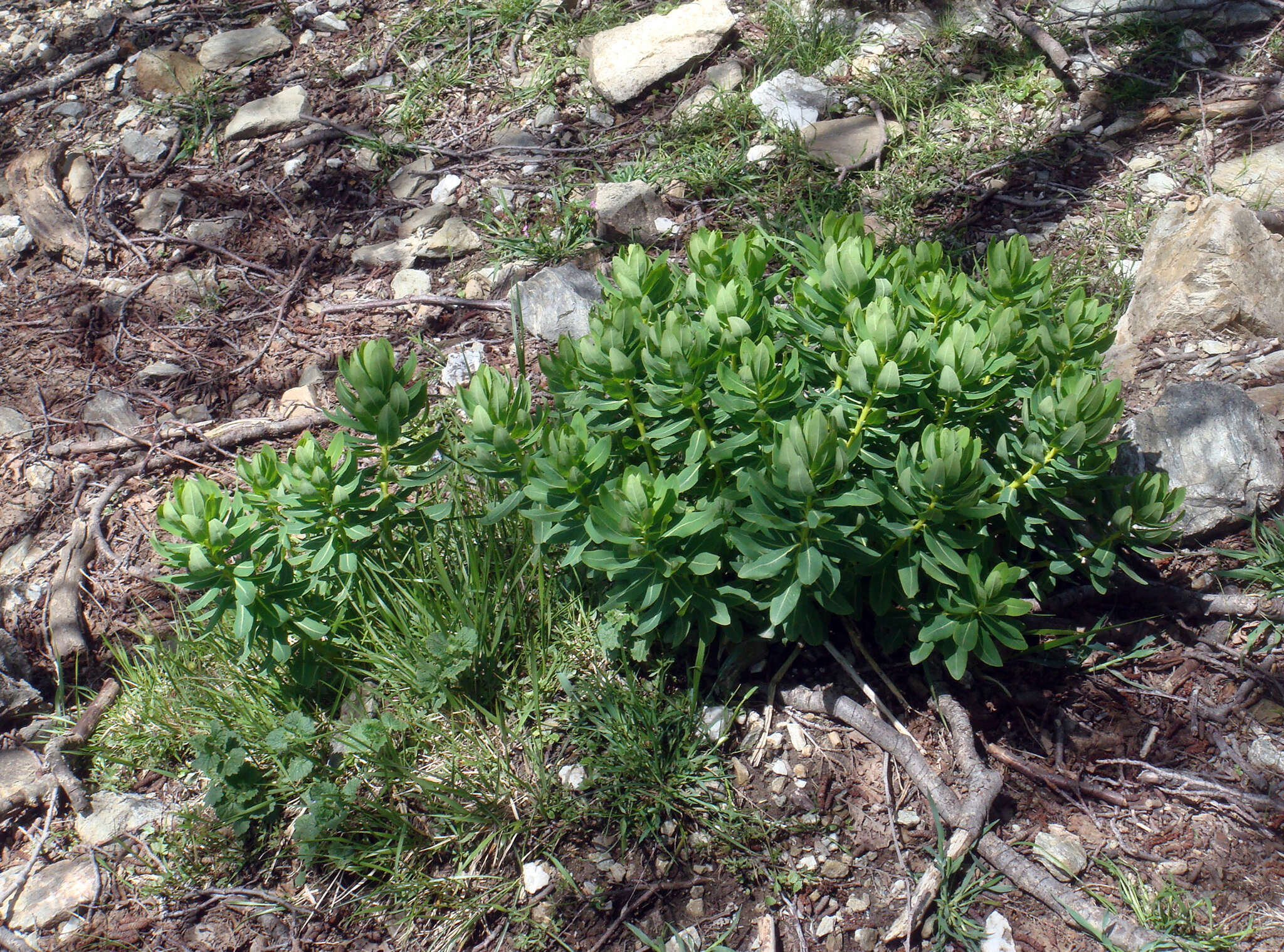 Image of Euphorbia insularis Boiss.