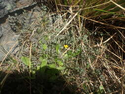 Image of Taraxacum zealandicum Dahlst.