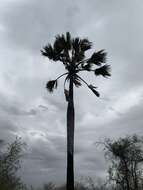 Image of palmyra palm