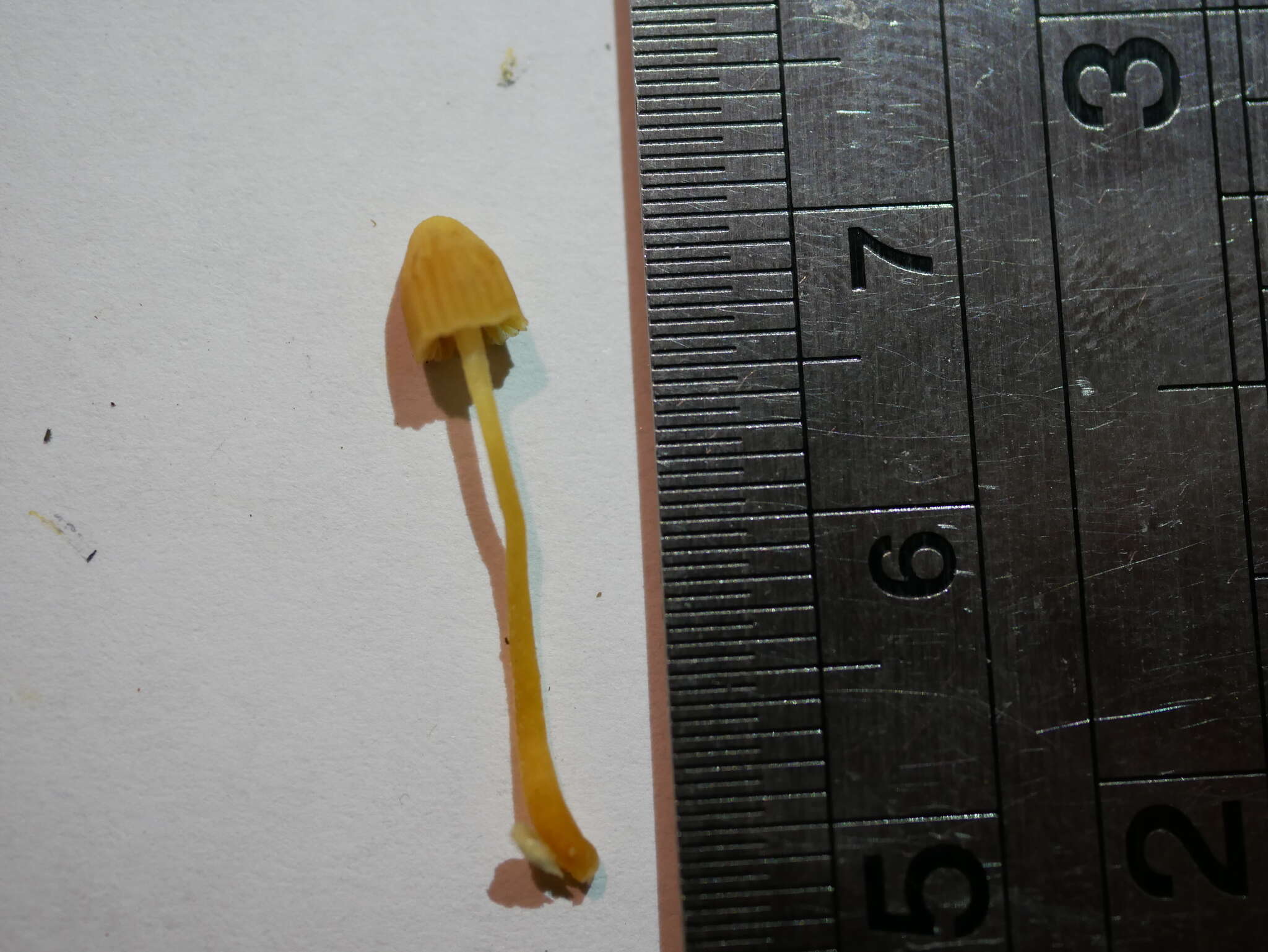 Image of Galerina austrocalyptrata A. H. Sm. & Singer 1964