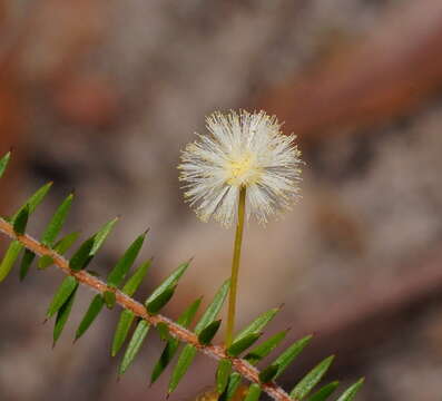 Image of juniper wattle