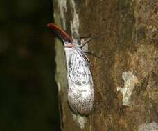 Image of Pyrops sultanus (Adams & White 1847)