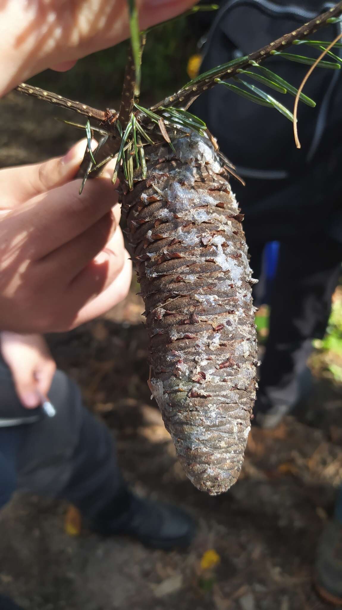 Image of Abies guatemalensis var. jaliscana Martínez