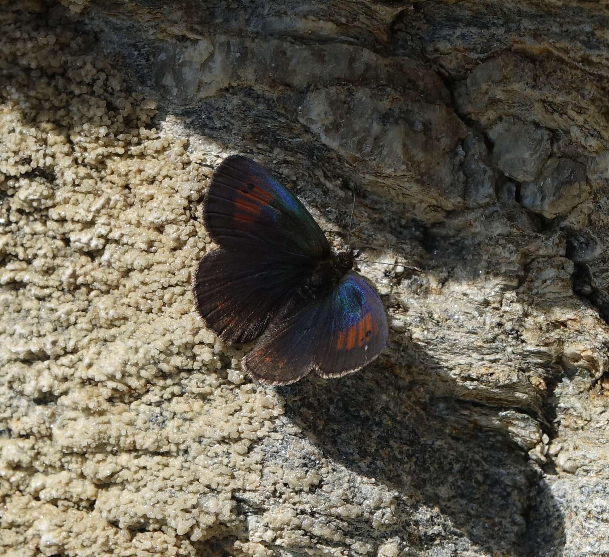 Image of Swiss Brassy Ringlet