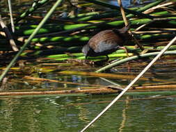 Image of Spotless Crake