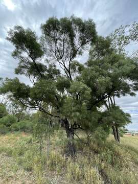 Sivun Acacia cambagei R. T. Baker kuva