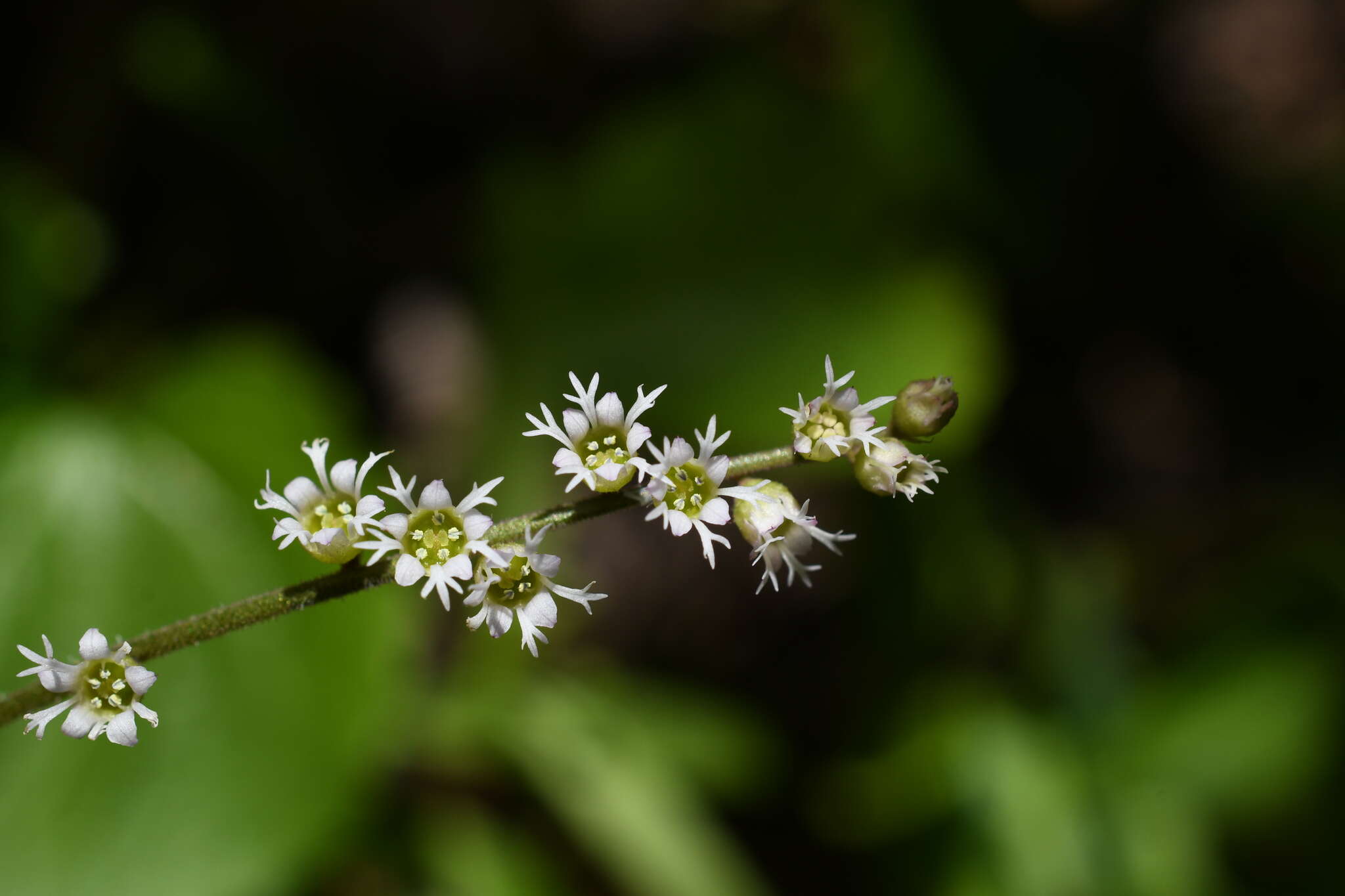 Image of threeparted miterwort