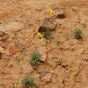 Imagem de Thelesperma subnudum A. Gray